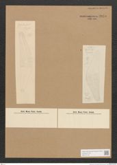 Diatomeae indet. Zeichnungen Sammlung Grunow Nr. 2835 (NHMW-BOT-W0370146)